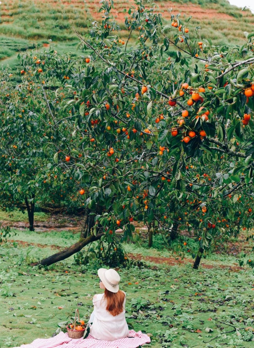 Vườn hồng Cầu Đất Garden Đà Lạt trong màn sương