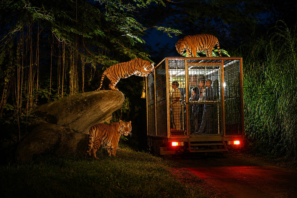 Night safari là hoạt động khám phá động vật về đêm tại Cúc Phương.