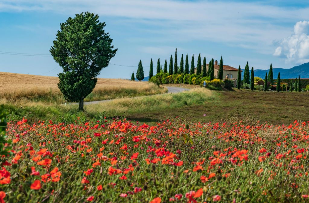 Cánh đồng hoa anh túc đỏ và hàng cây bách ở vùng nông thôn Tuscany vào mùa xuân
