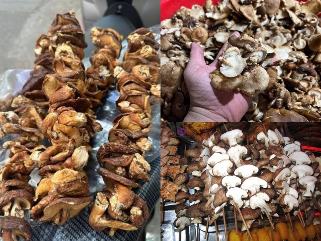 Nấm hương rừng Y Tý