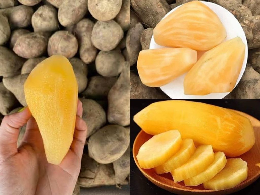 Củ Hà Sin Cô Y Tý