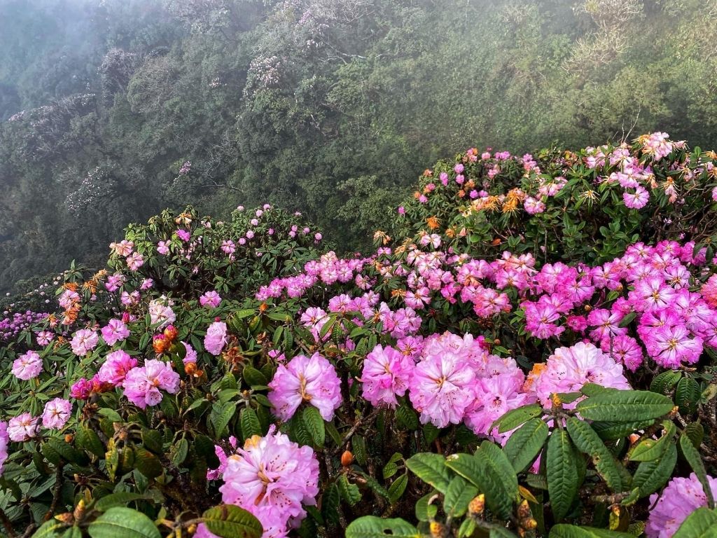 Hoa đỗ quyên và mùa đông ở Y Tý