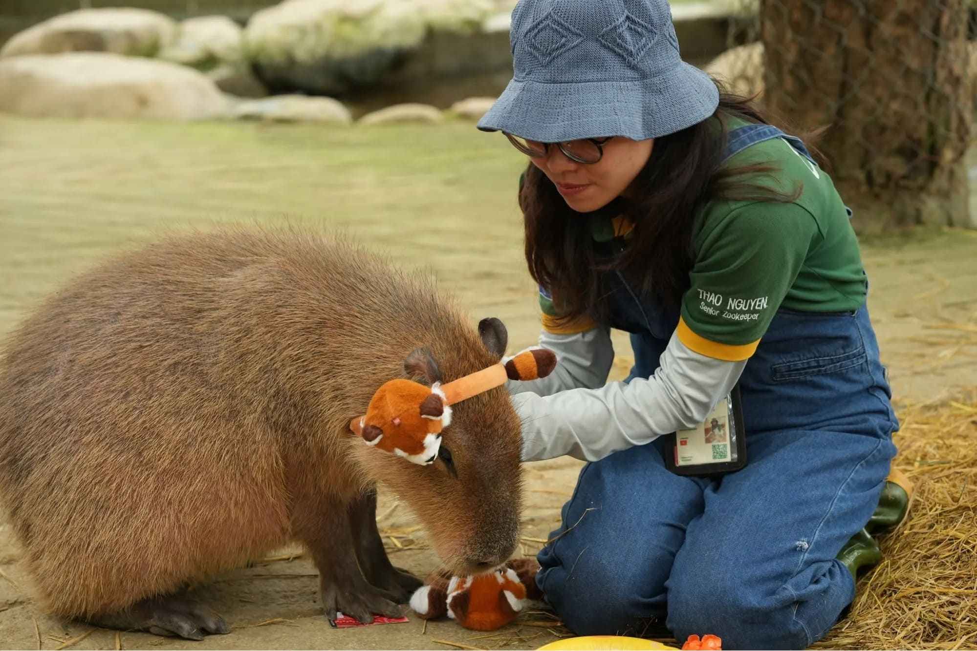 Khách tương tác với capybara tại ZooDoo