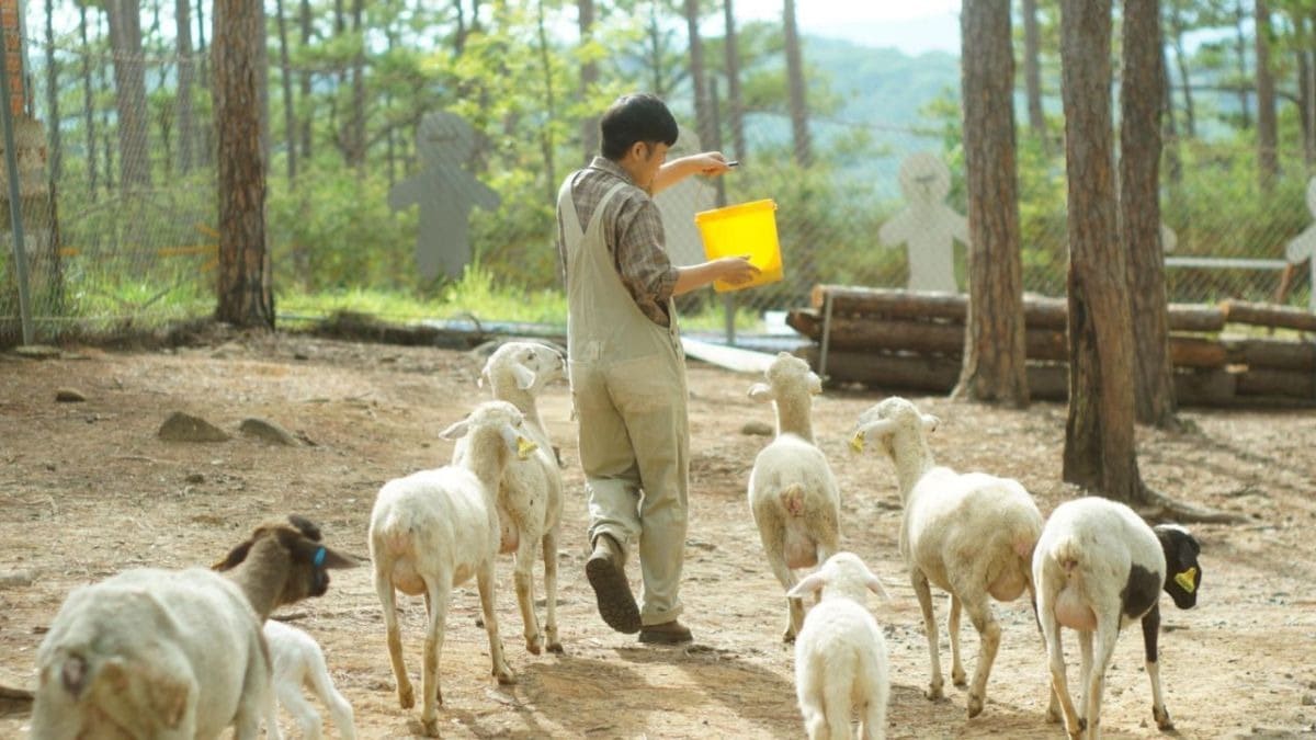 Nhân viên đang chăm sóc đàn cừu của Zoodoo Đà Lạt