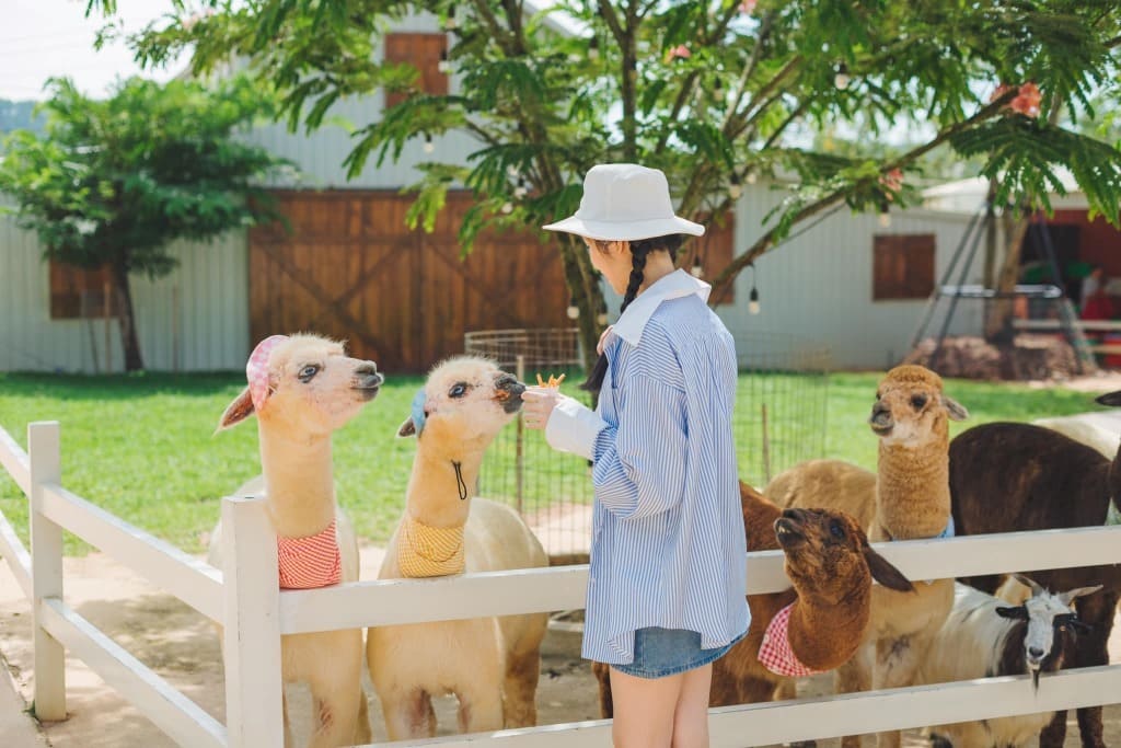 Tự tay cho thú ăn là hoạt động rất được yêu thích tại vườn thú ZooDoo