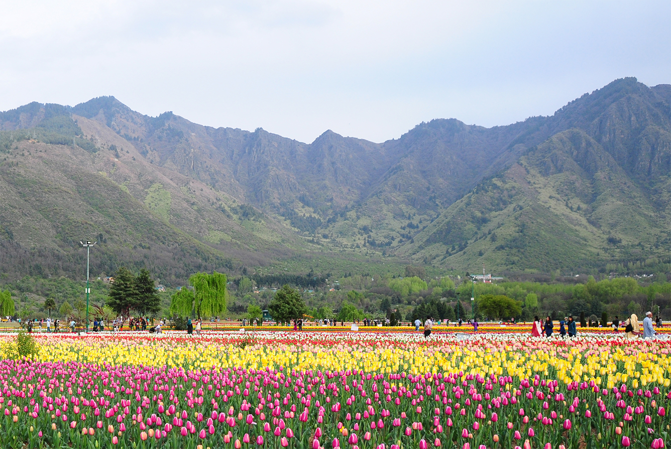 Thưởng ngoạn ngàn hoa Tulip ở Kashmir, Ấn Độ