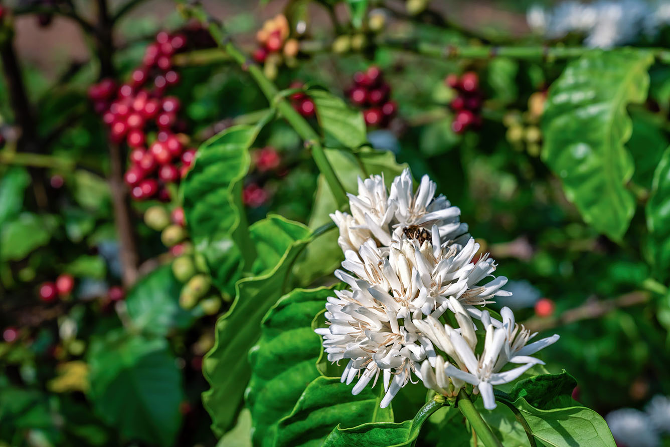 Sắc hoa cà phê “phủ trắng” miền đất đỏ bazan
