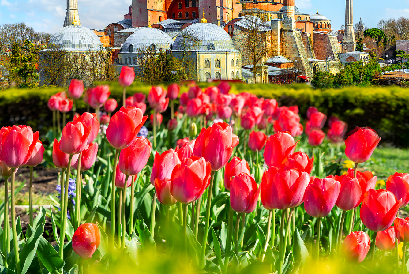 Vẻ đẹp hoa Tulip thắp sáng thủ đô Istabul, Thổ Nhĩ Kỳ