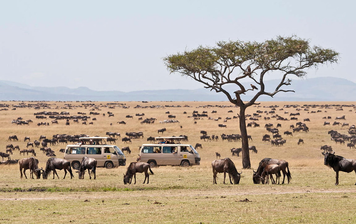 Vũ điệu hoang dã nơi vườn quốc gia Samburu