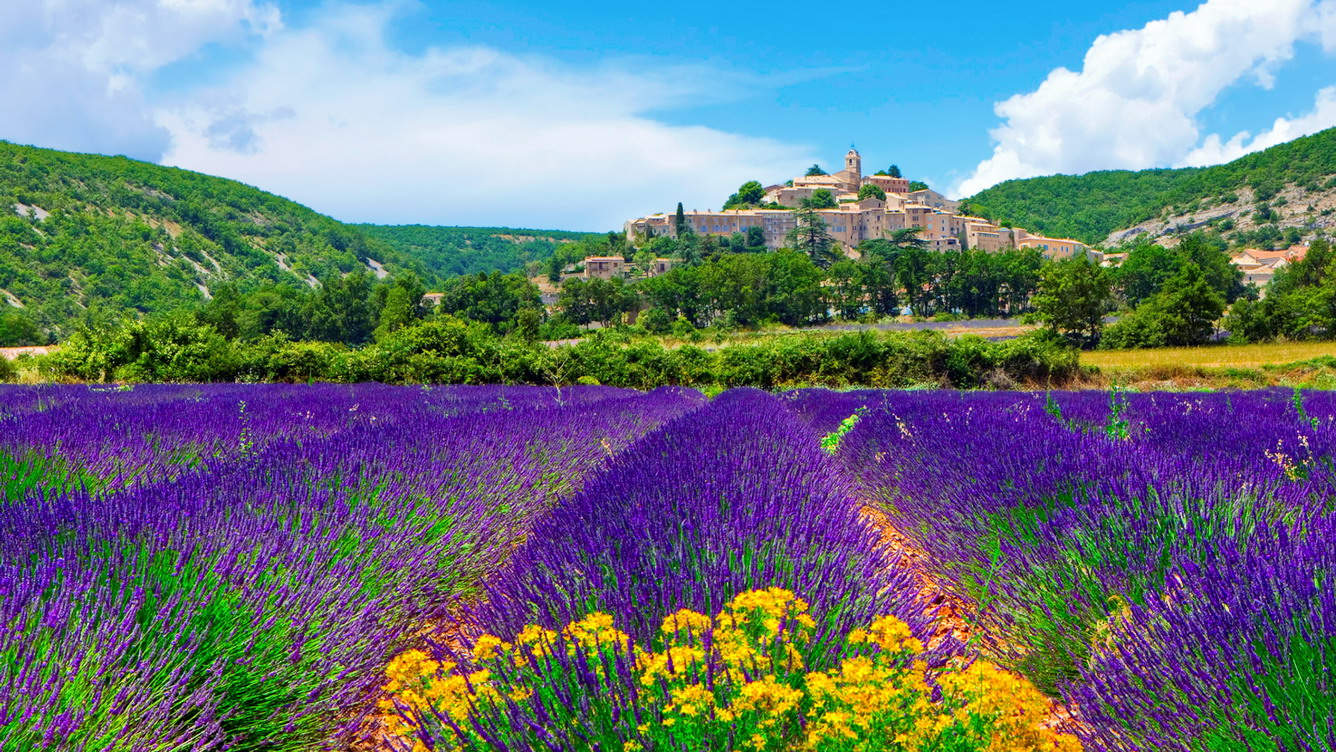 Miên man sắc tím vùng Provence