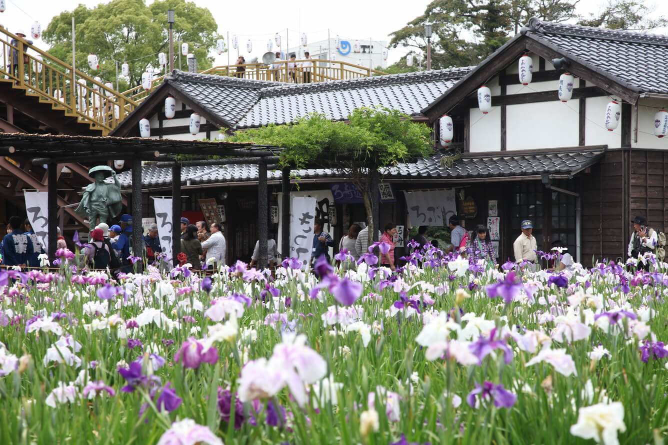Vườn hoa Suigo Ayame Itako - Lễ hội hoa diên vỹ Suigo