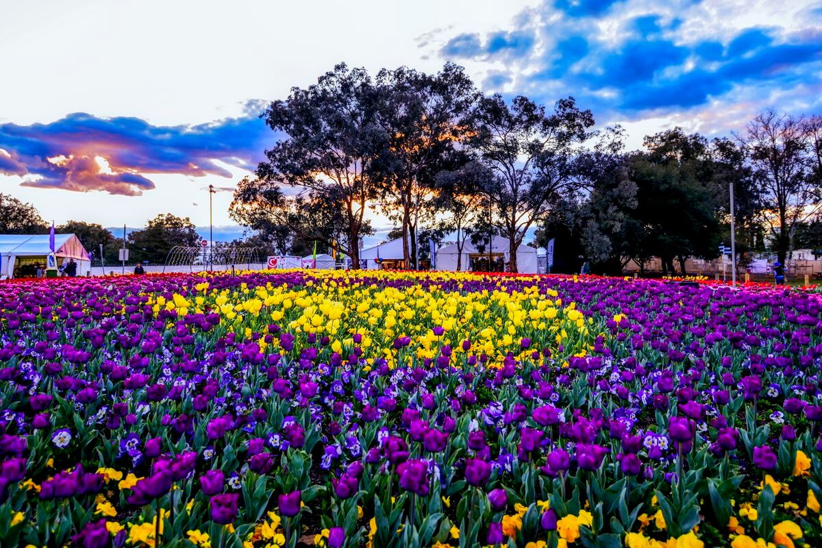 Lễ hội Floriade chào đón mùa xuân Úc