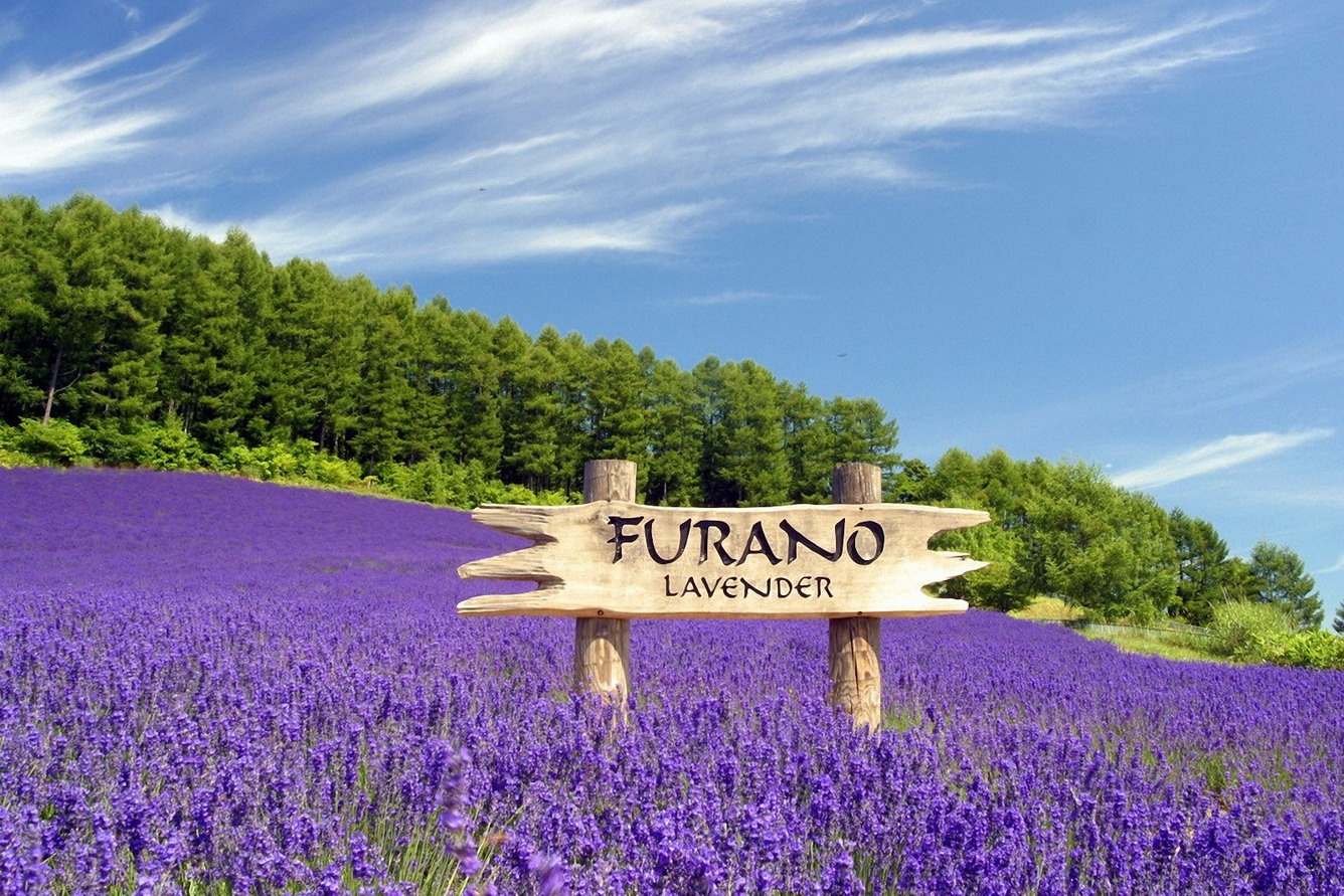 Furano - nồng nàn hương thơm ngày hạ