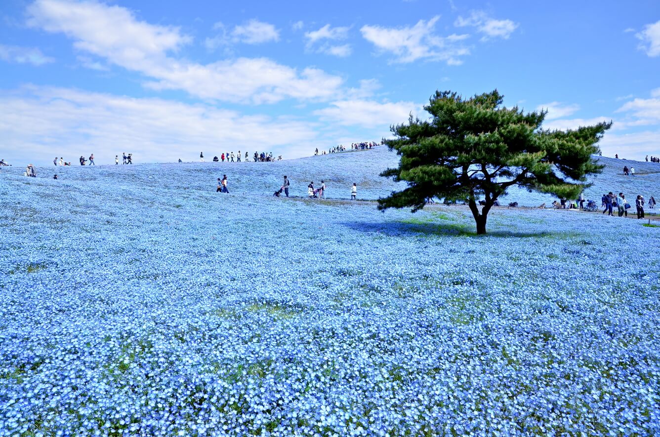 From cherry blossoms to nemophila, spring in Ibaraki is the season of flowers