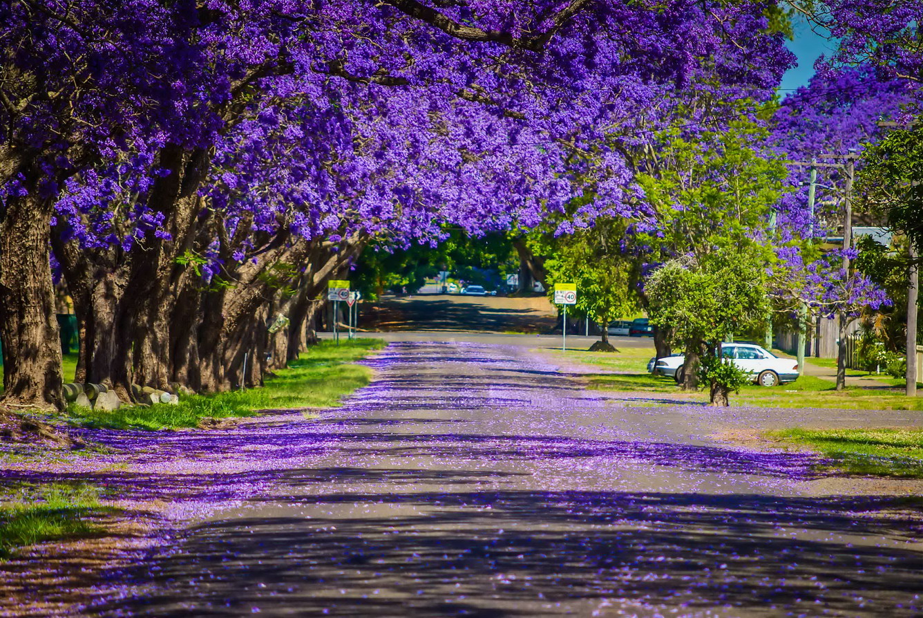 Úc châu - Tím biếc mùa hoa thương nhớ