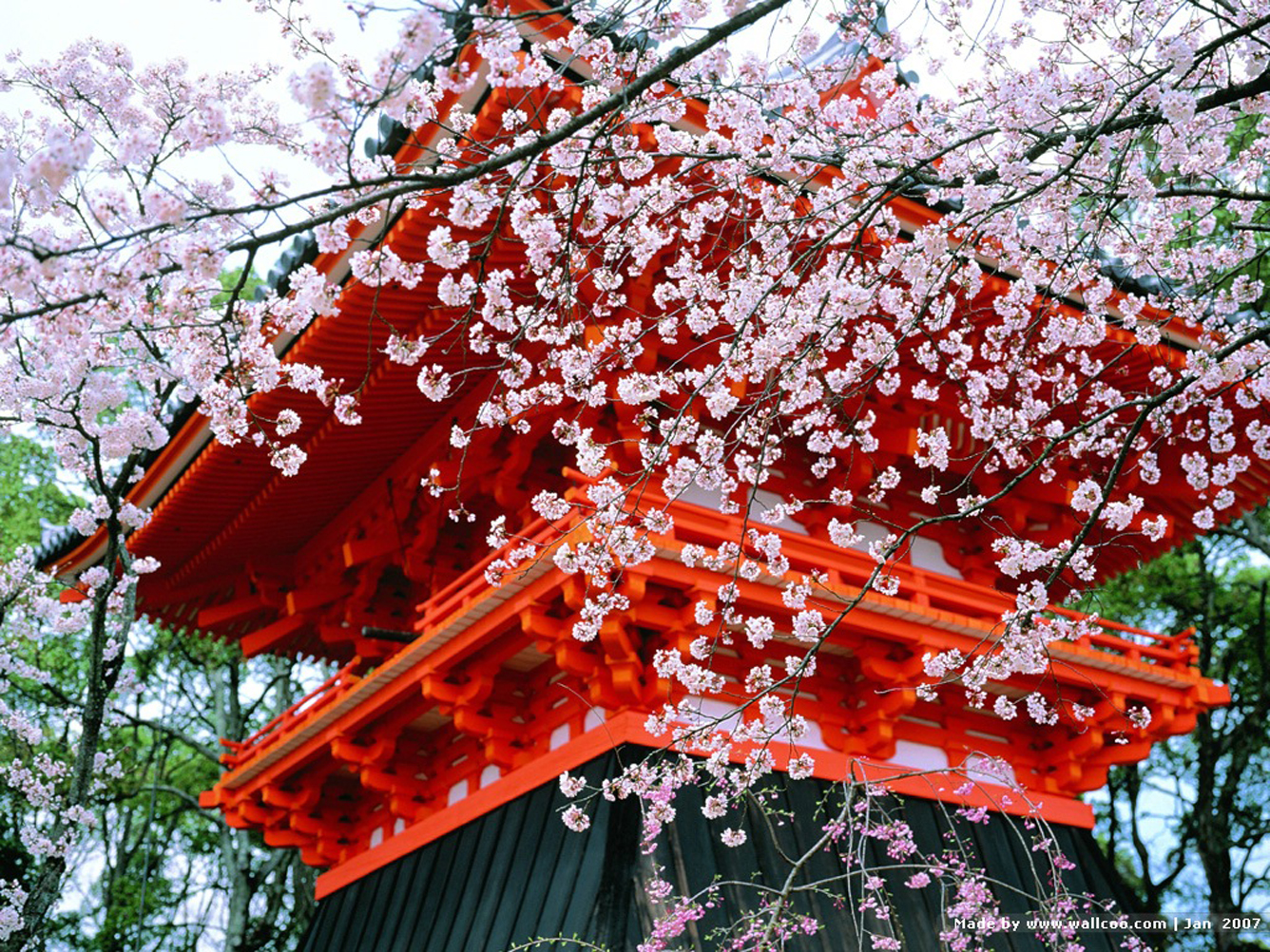 Japanese blossom. Киото Сакура. Киото цветение Сакуры. Цветение Сакуры в Японии сады. Киото храм Сакура.