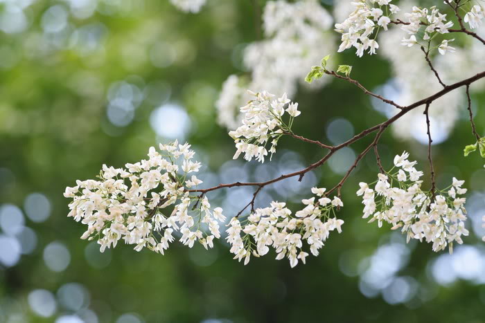 Cây sưa nở hoa trắng muốt mỗi đợt tháng 3