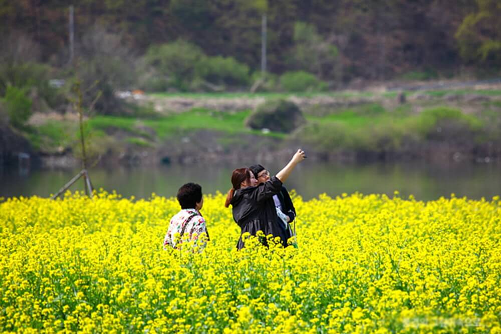 4. Cánh đồng hoa cải ở Namji, Gyeongnam