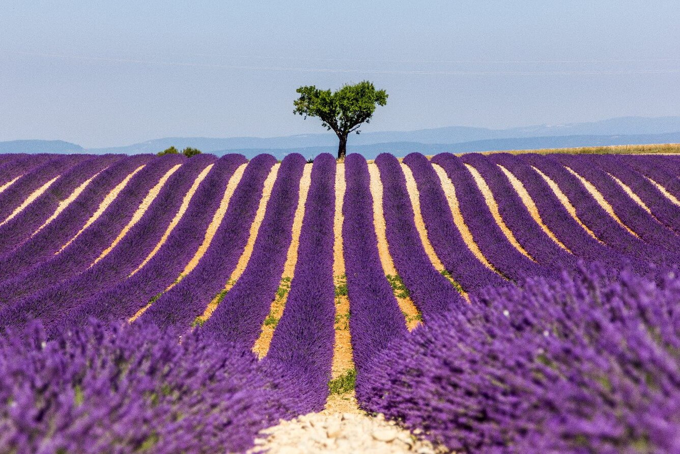 Sắc tím lavender vùng Provence