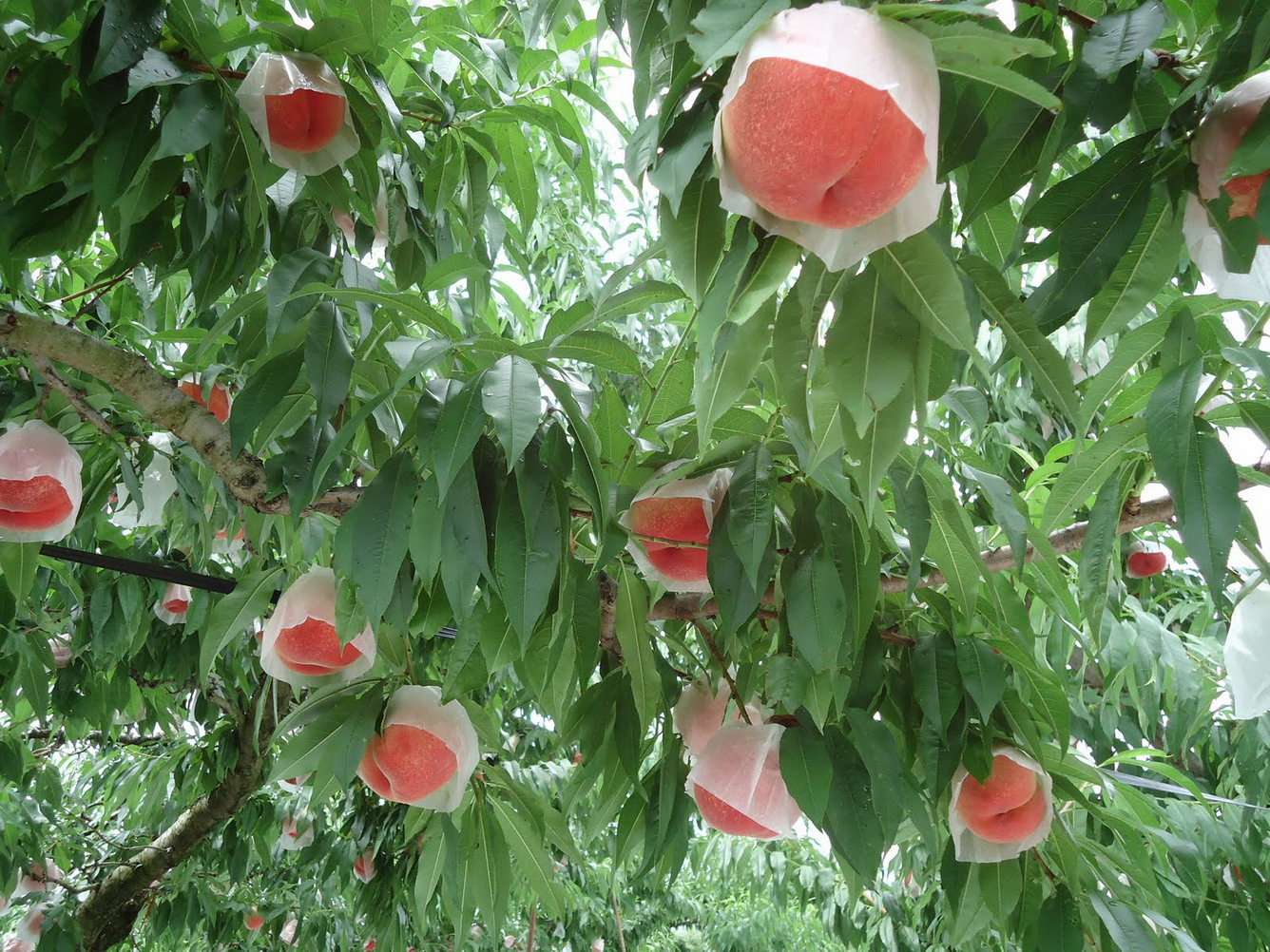Thưởng thức trái cây sạch tại Vườn trái cây Azuma