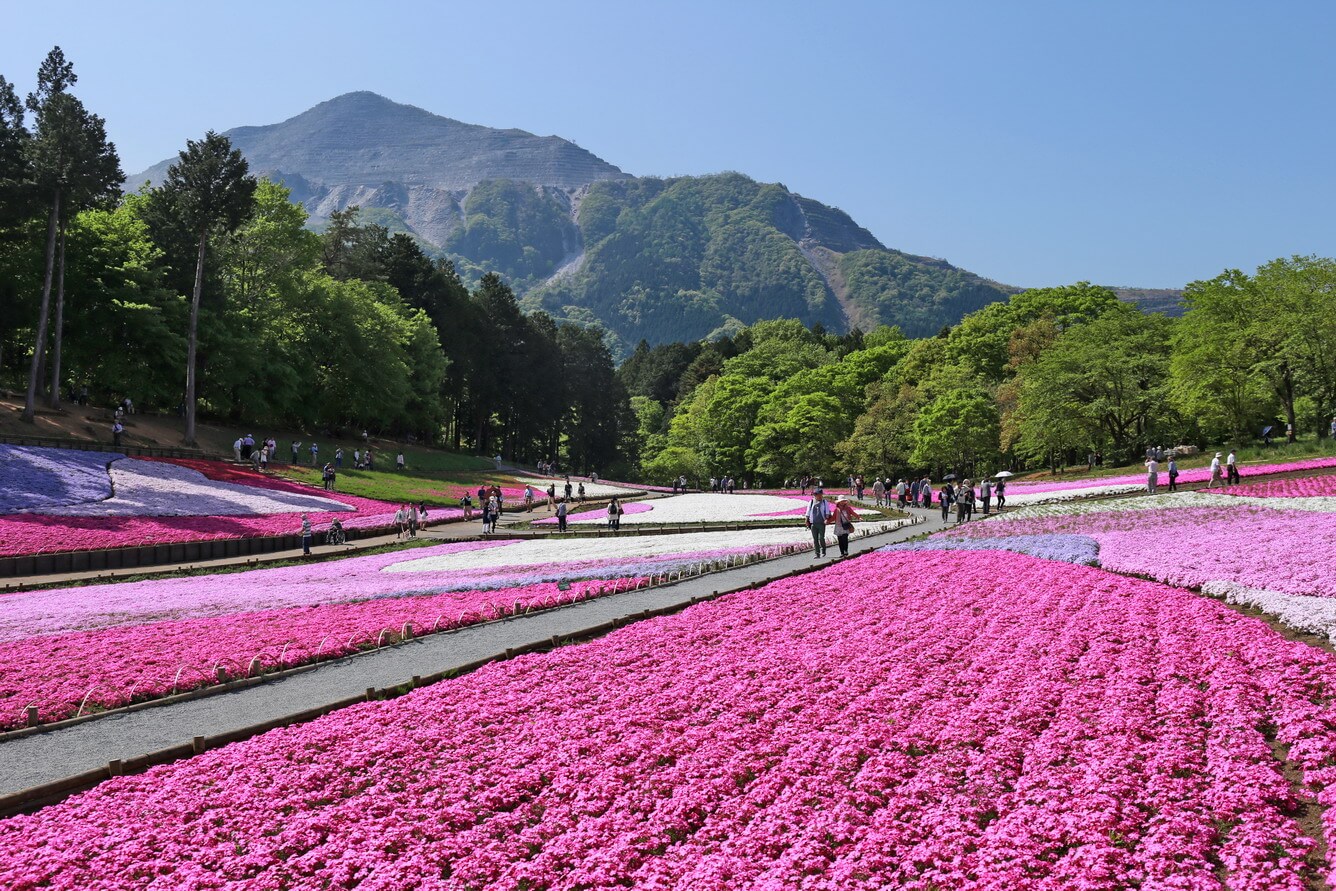 Lãng mạn sắc hoa Chi Anh - Tử Đằng Nhật Bản
