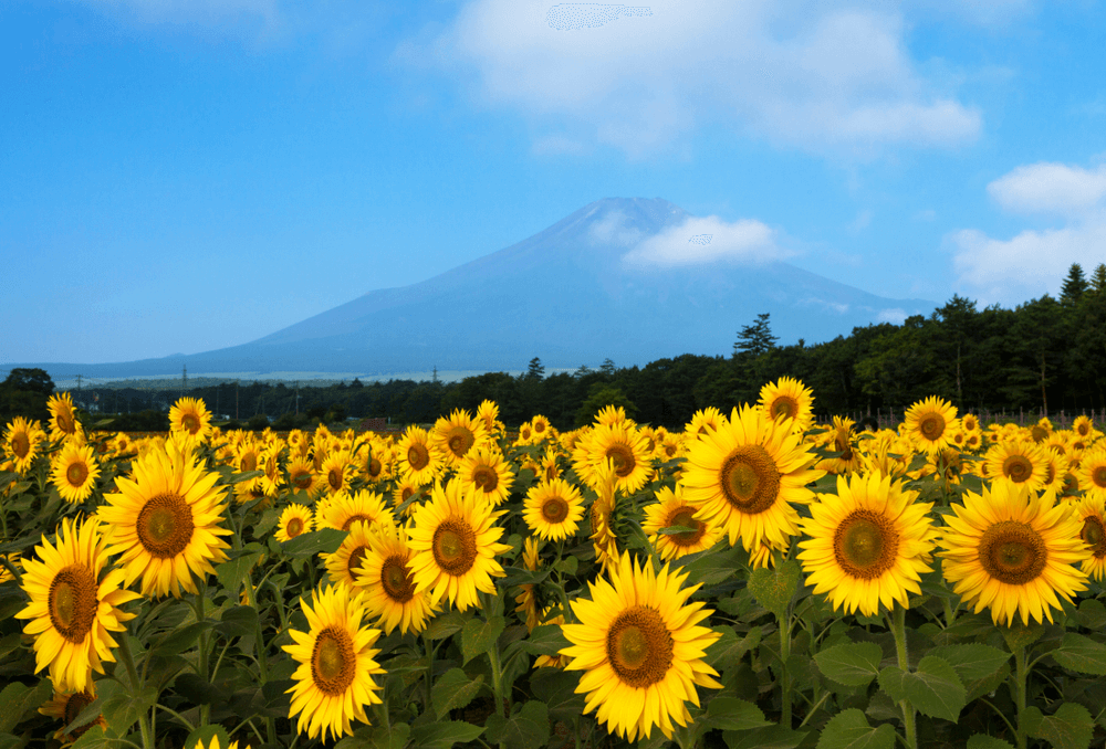 Charter Nhật Bản: Rực rỡ hành trình hoa mặt trời