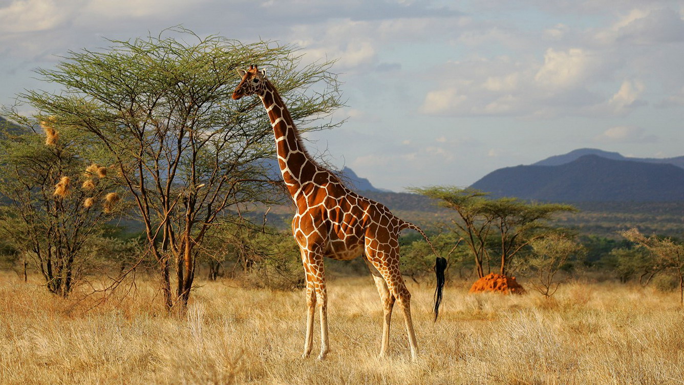 Khu bảo tồn Quốc gia Maasai Mara