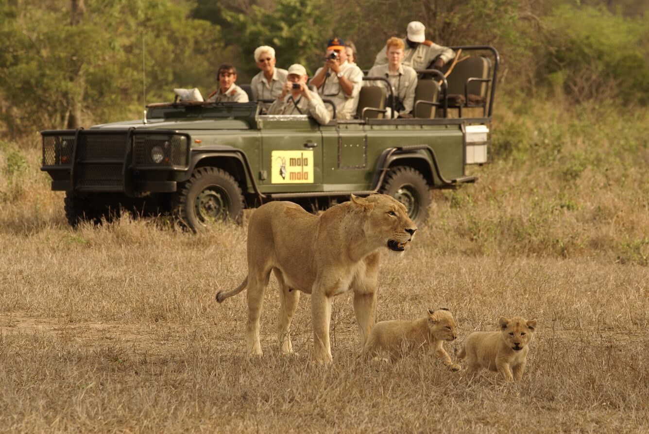 Đi Nam Phi săn ảnh “năm ông lớn”