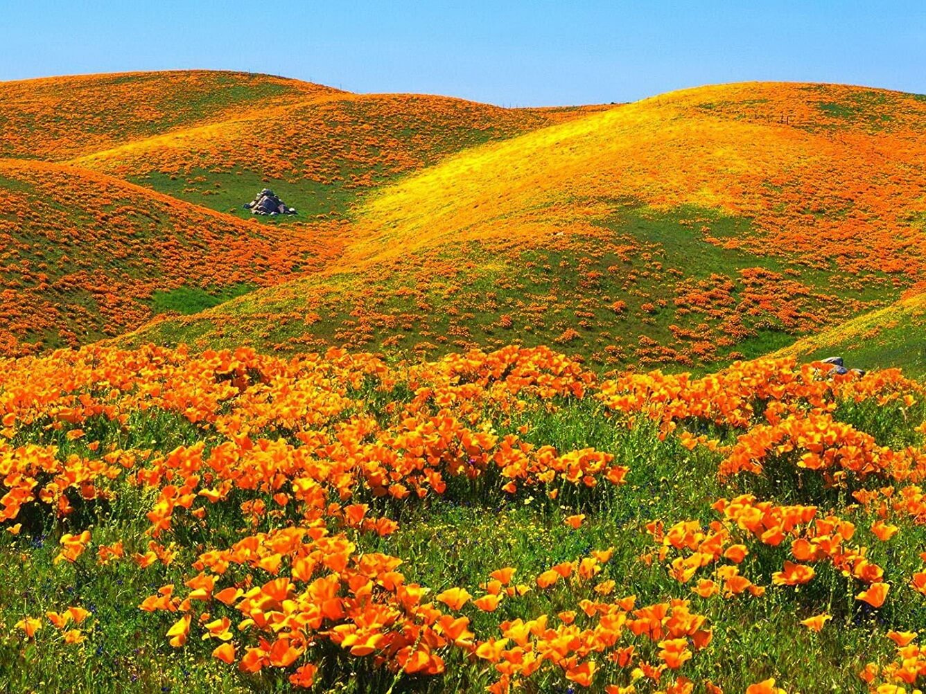 Thung lũng hoa poppy tràn sức sống