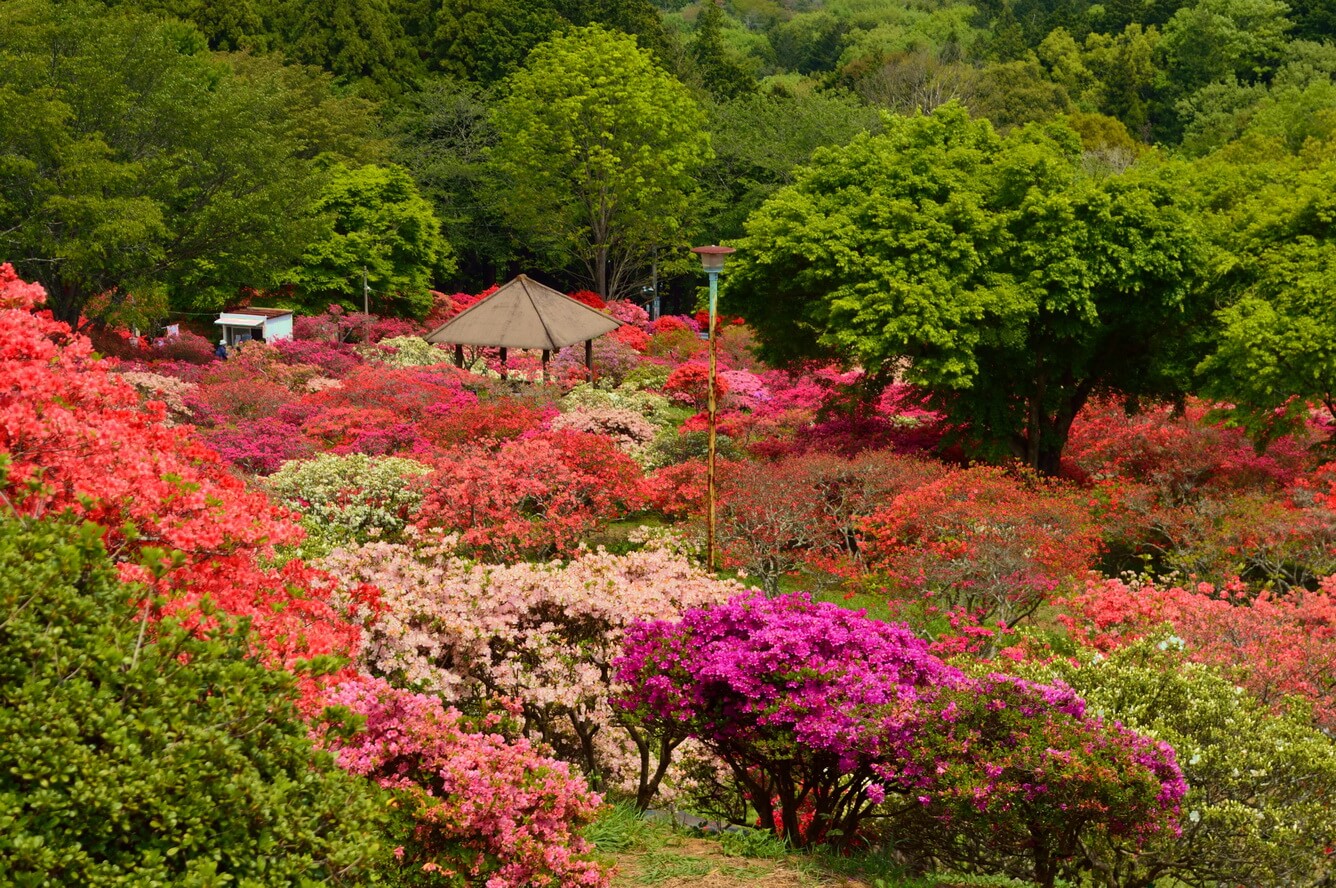 Từ hoa anh đào cho đến Nemophila, mùa xuân ở Ibaraki là mùa của các loại hoa