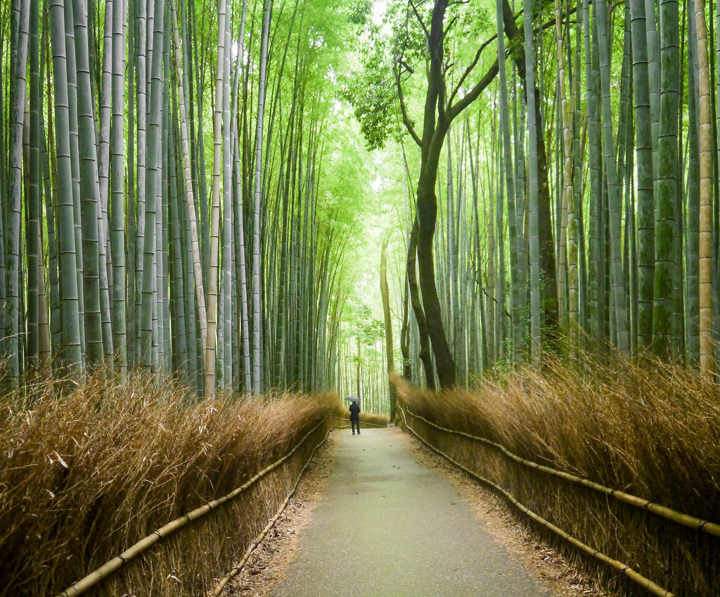 8. Arashiyama Bamboo Forest