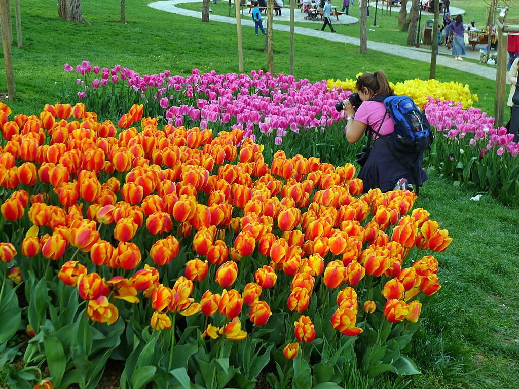 Lạc giữa ngàn hoa tulip Istanbul