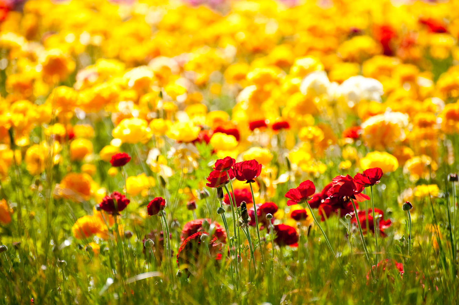 Nghìn sắc hoa mao lương trong vườn San Diego, Hoa Kỳ
