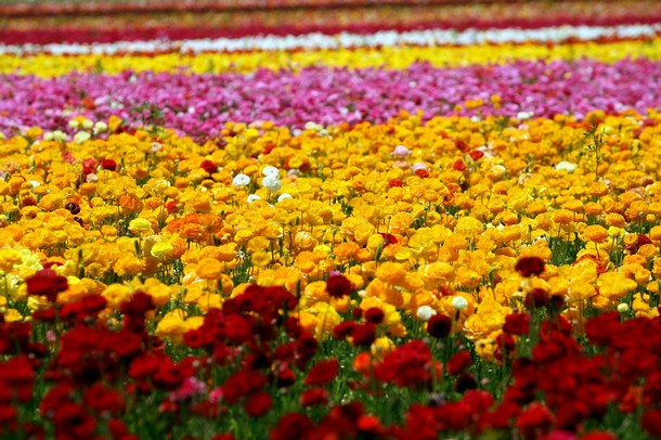 Nghìn sắc hoa mao lương trong vườn San Diego, Hoa Kỳ