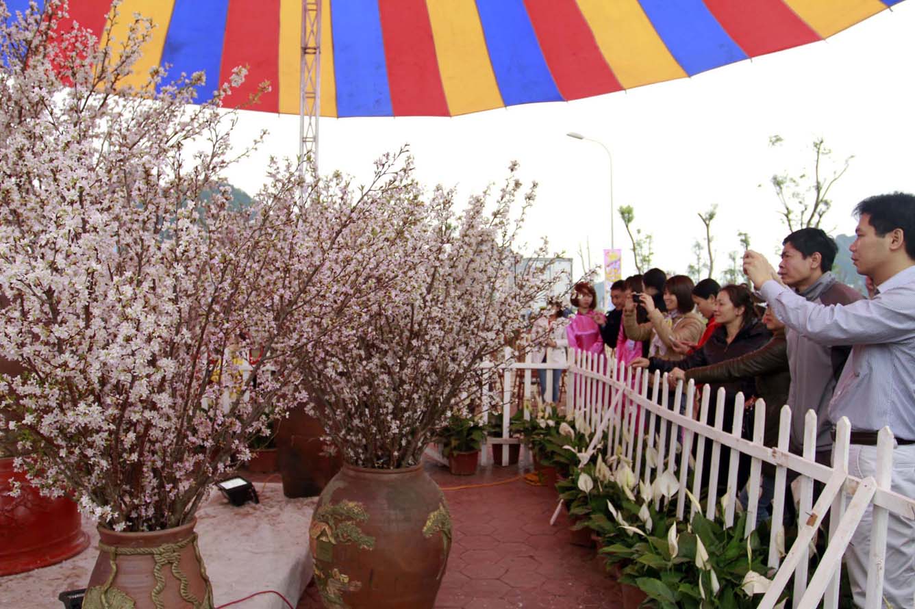 Tour Hè Vietravel tại Lễ hội Hoa anh đào Hạ Long 2015
