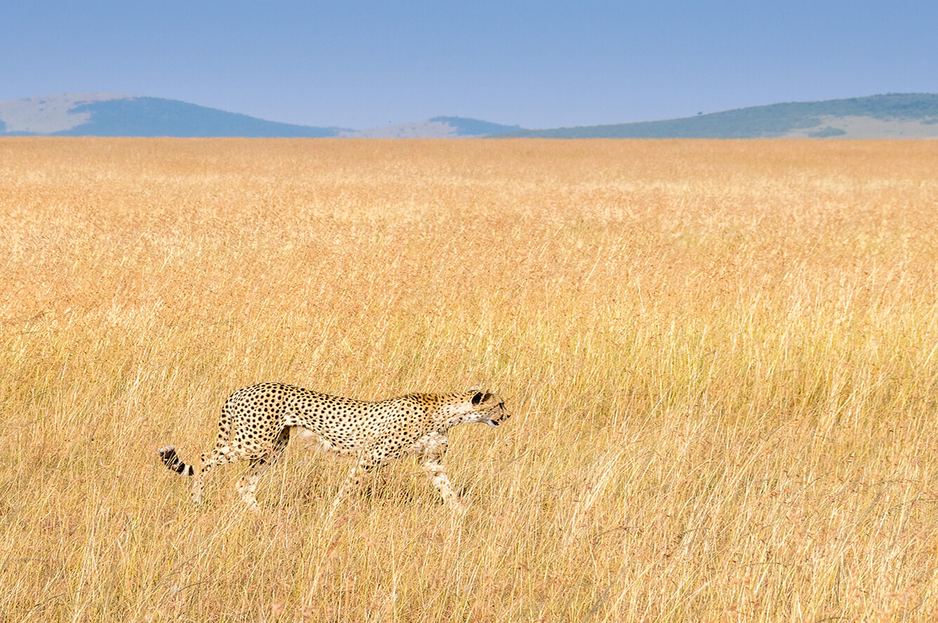 Đến Maasai Mara “săn” động vật quý hiếm