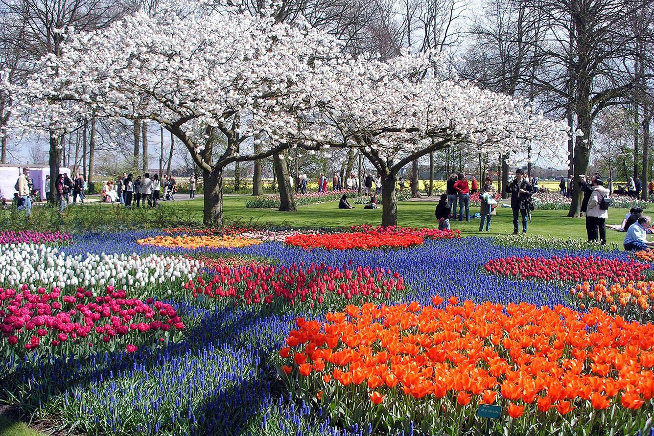 Du lịch châu Âu, Hoa Kỳ chiêm ngưỡng sắc hoa đào, hoa tulip