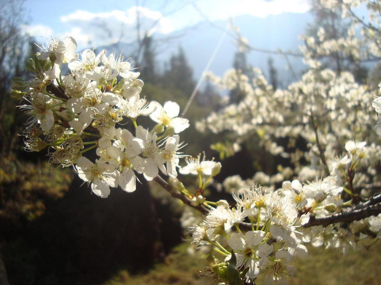 3. Sapa wild white plum blossom