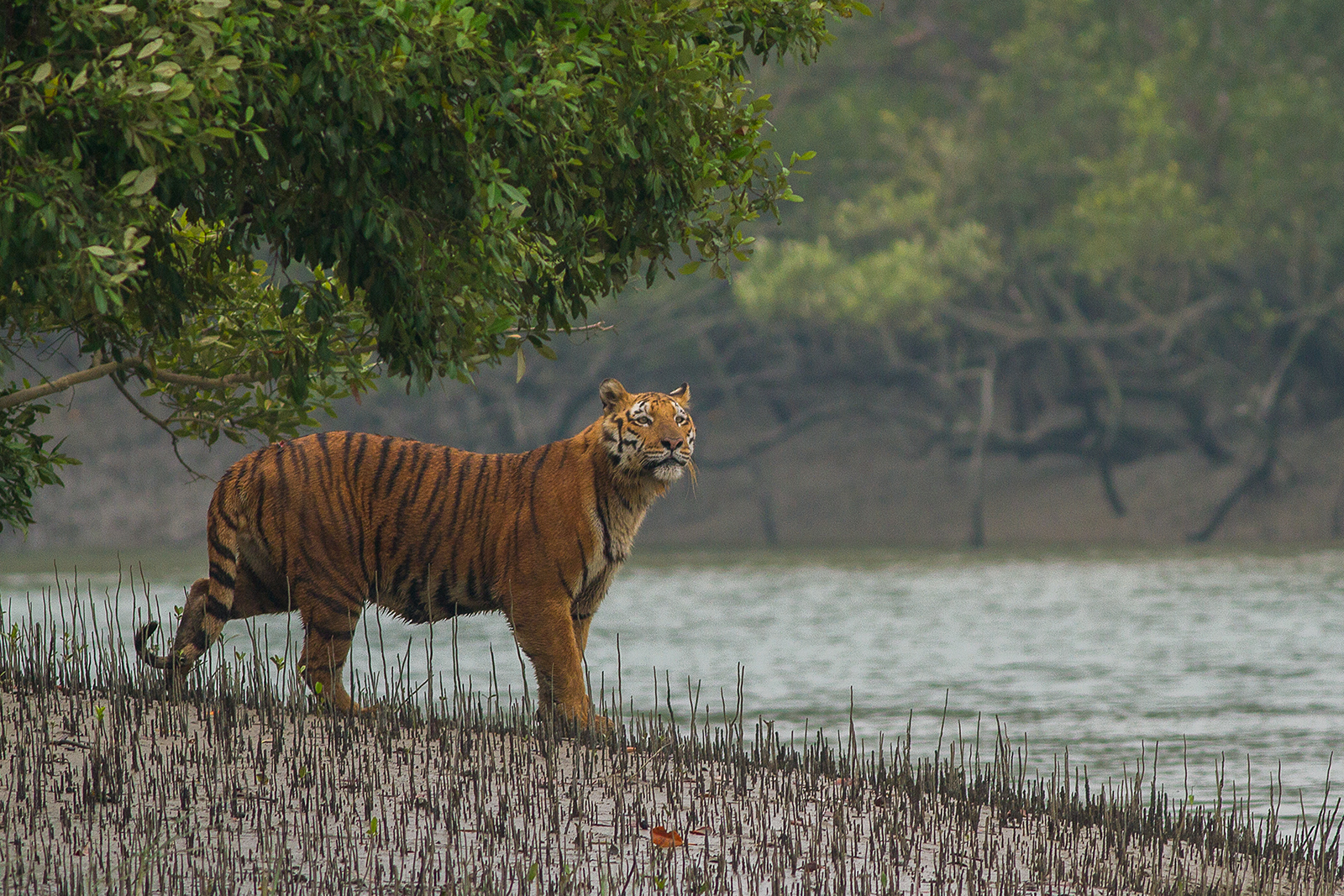 The Sundarbans, Bangladesh