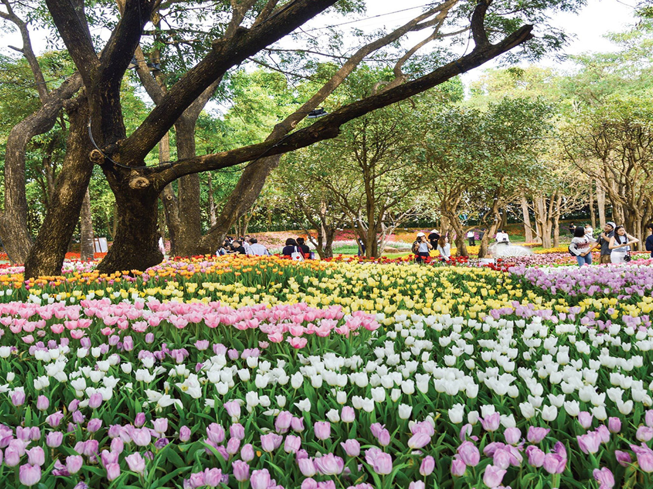 Chiang Rai ASEAN Flower Festival: 25 Dec 2019 to 12 Jan 2020
