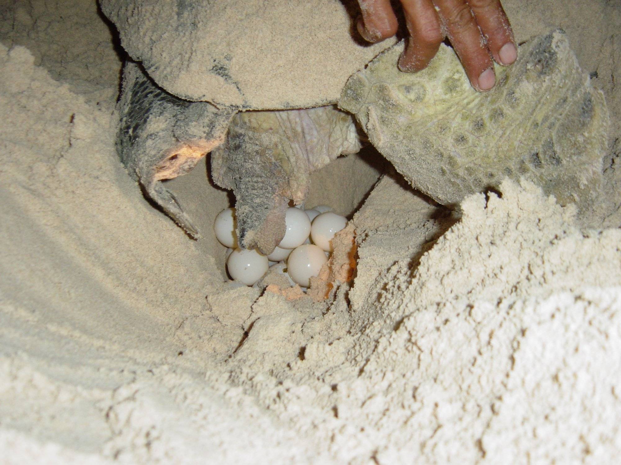 Khám phá Côn Đảo mùa rùa đẻ trứng