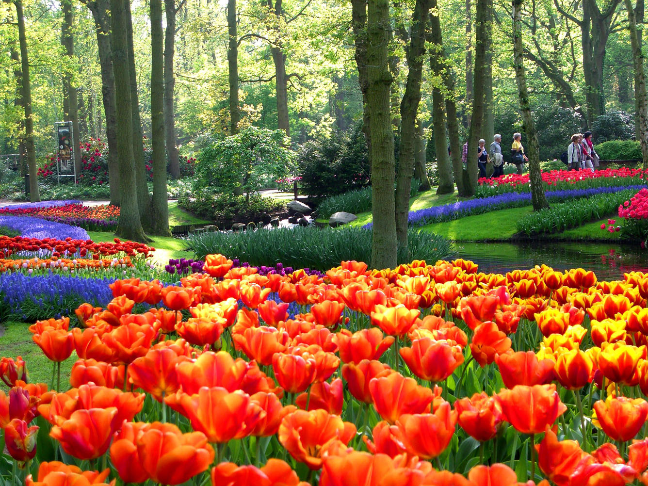 Hà Lan – Thiên đường của Mùa xuân