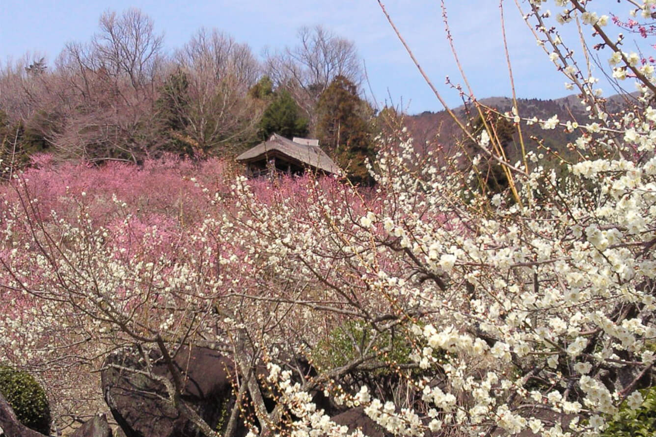 Ibaraki không chỉ có hoa anh đào Sakura mà còn có những rừng hoa Mai tuyệt đẹp