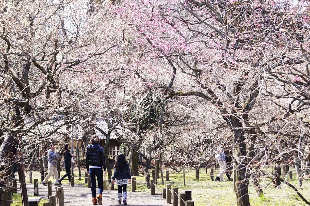 Không kém cạnh Hoa Anh Đào, Mùa Hoa Mơ Nhật Bản cũng đẹp rực rỡ thế này đây!
