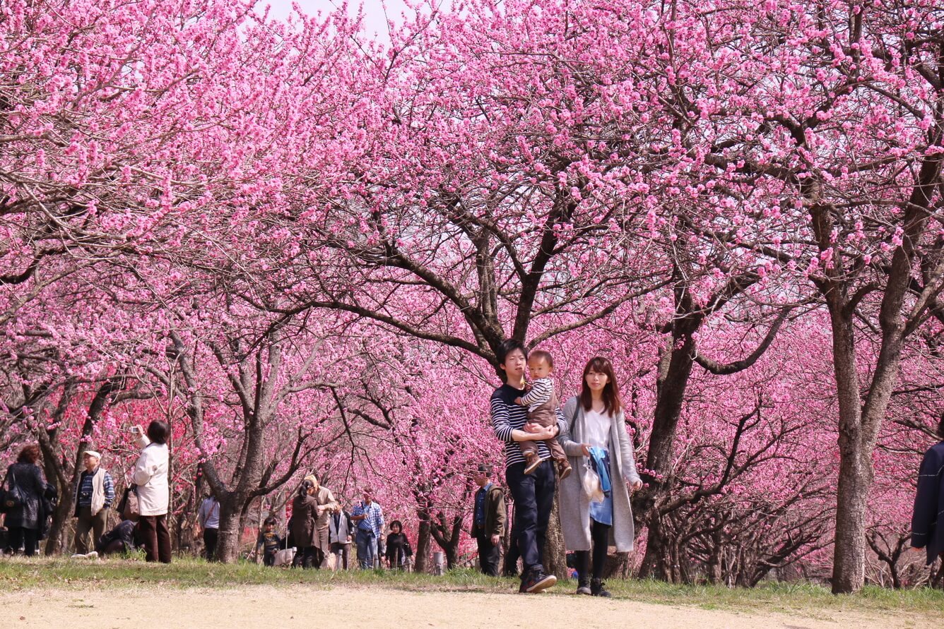 Du lịch Ibaraki mùa xuân với hoa Mơ và các lễ hội
