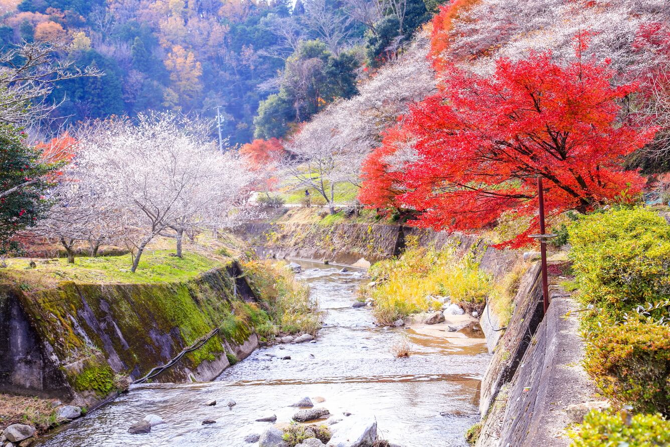 Những lễ hội mùa thu hấp dẫn tại Nhật Bản