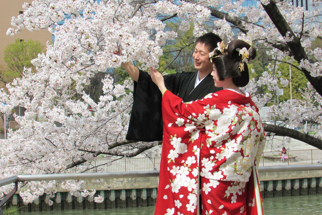 Kyoto – Lộng lẫy sắc hoa anh đào