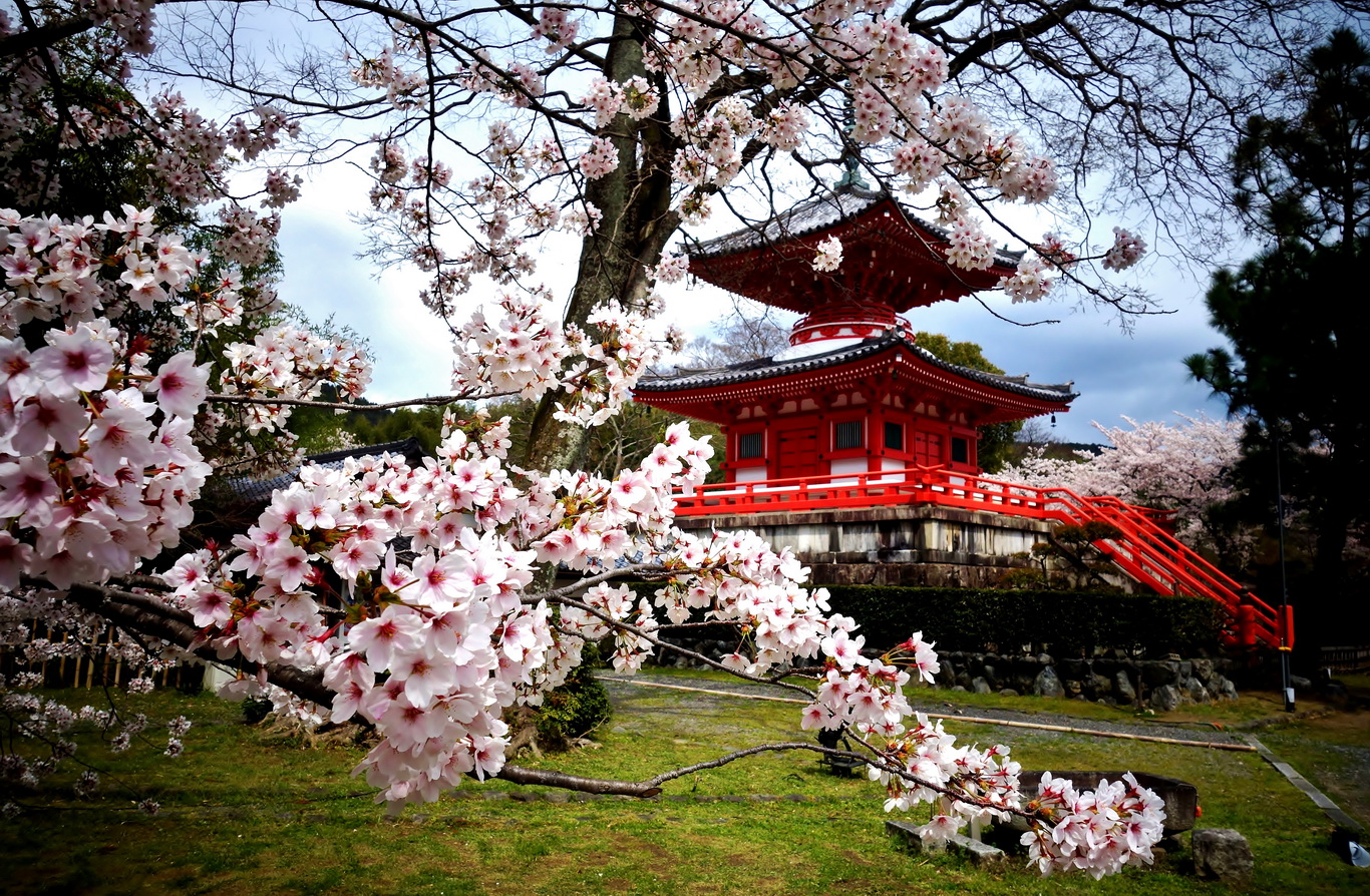 Kyoto – Lộng lẫy sắc hoa anh đào