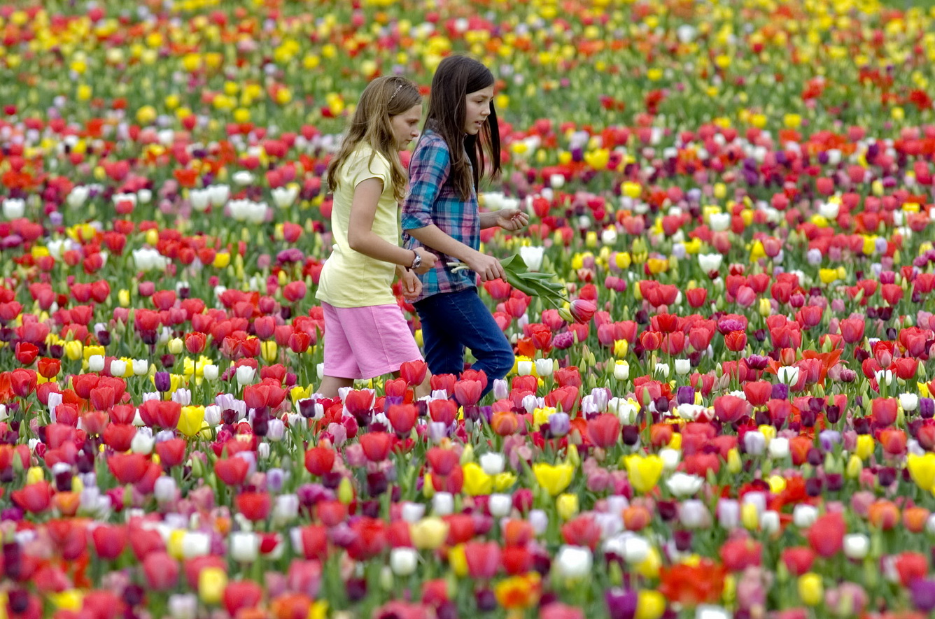 Rộn ràng đón lễ hội hoa xuân Châu Âu