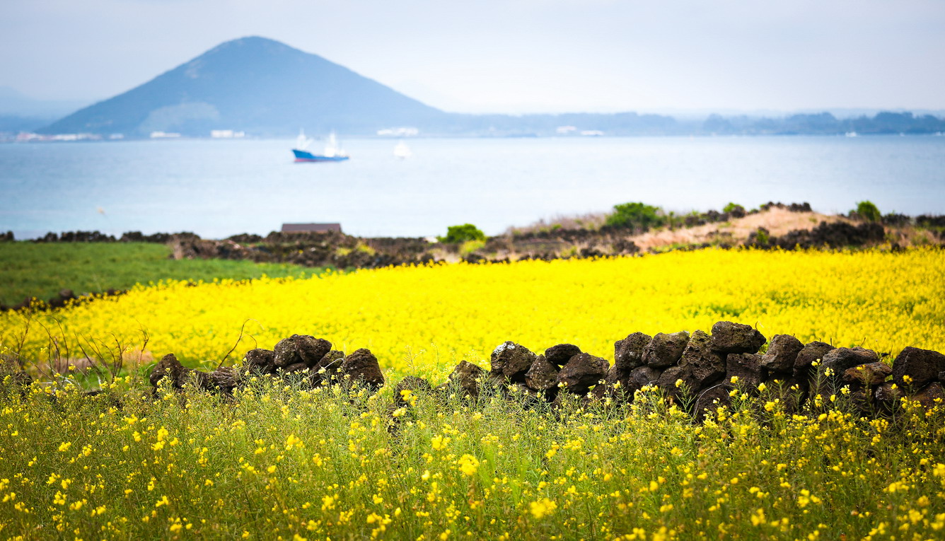 Hoa cải dầu Jeju